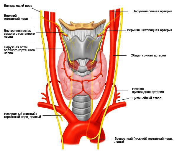 Анатомия гортанных нервов